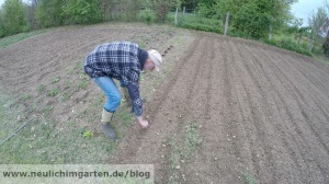 Schlafmohn anbauen