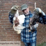 Huehner und Habicht Beitragsbild
