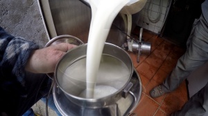 Milch vom Milchbauern
