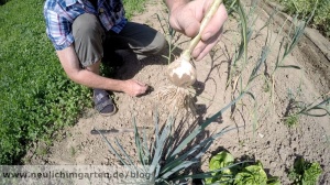 Knoblauch anbauen