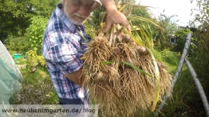 Knoblauch richtg anbauen