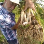 Knoblauch selbst anbauen Beitragsbild