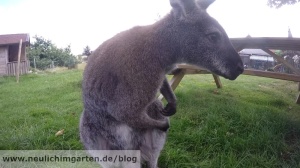 Wallaby