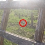 Jagen Beitragsbild