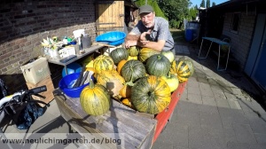 Kuerbiskerne selbst ernten