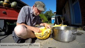 Kuerbiskerne selbst ernten und verarbeiten