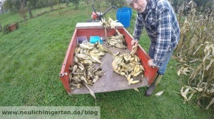Popkornmais ernten