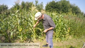 Popkornmais im Garten richtig anbauen