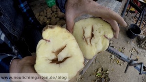 Kartoffelanbau richtig gemacht