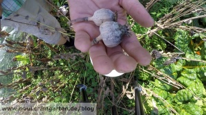 Schlafmohn legal anbauen