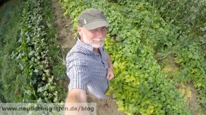 Bohnen im Garten anbauen