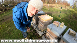 Bienenflug im Januar