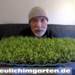Alfalfa Microgreens Beitragsbild