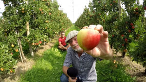 Der perfekte Apfel