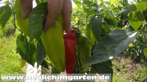 Es funktioniert Paprika im Freiland