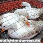 Gaensetelegramm Beitragsbild