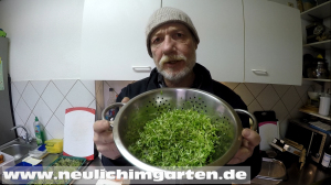 Microgreens ernten