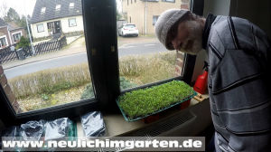 Microgreens gesund und lecker