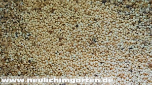 Amaranth