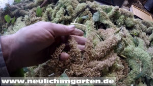 Amaranth Samen