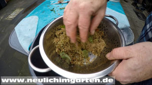 Amaranth im Garten