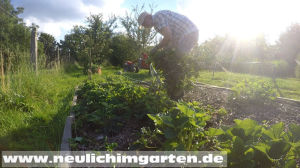 Holzhackschnitzelbeet