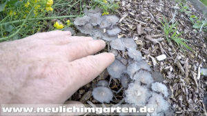 Pilze im Beet
