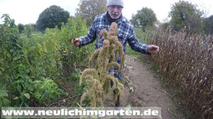 Popamarant anbauen