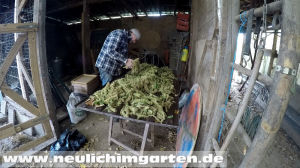Popamaranth selbst anbauen