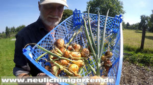 Zwiebeln anbauen