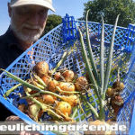Zwiebeln anbauen Beitragsbild