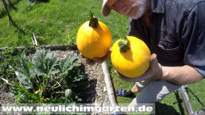 zucchini anbauen