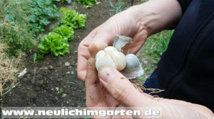 Knoblauch vermehren