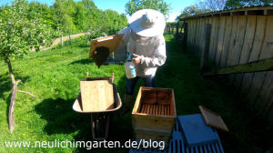 Bienenschwarm richtig einschlagen