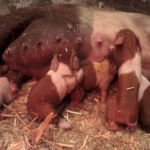 Schweinegeburt Beitragsbild