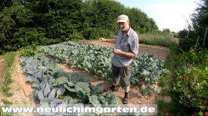 Kohlanbau im Garten