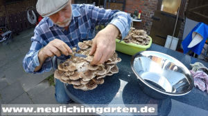 Pilze selbst ernten