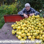 Quitte Beitragsbild