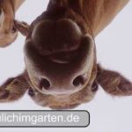 Fleischrinder Thumbnail