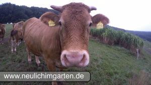 Limousin Fleichrinder ganz nah