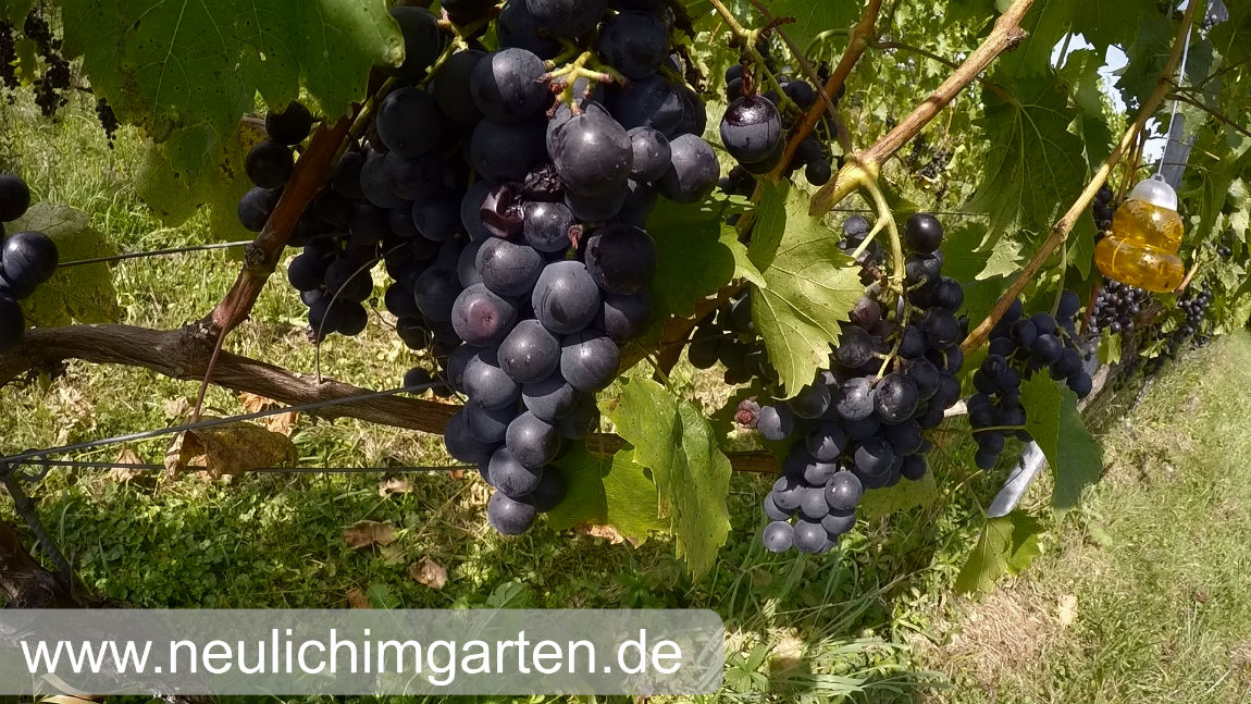 Reben / Trauben richtig im Garten anbauen, oder wie Sie genug Trauben