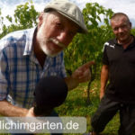 Trauben anbauen Beitragsbild