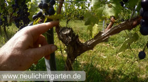 Wein anbauen