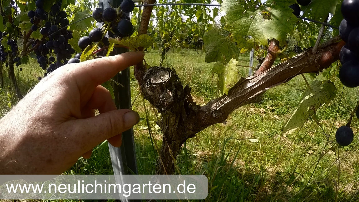 Reben Trauben Richtig Im Garten Anbauen Oder Wie Sie Genug