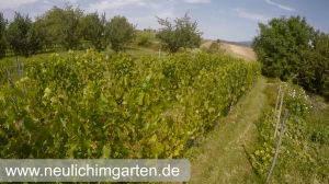 Weinberg