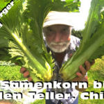 Vom Samenkorn bis auf den Teller ChiHiLi Beitragsbild