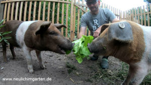 Haiko mit dem schwarzen Daumen