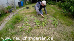 Topinambur im Garten anbauen