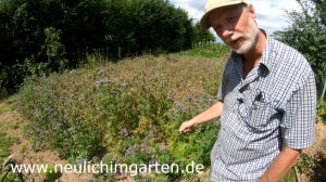 Phacelia Gruenduengung