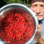 Japanische Weinbeeren Beitragsbild